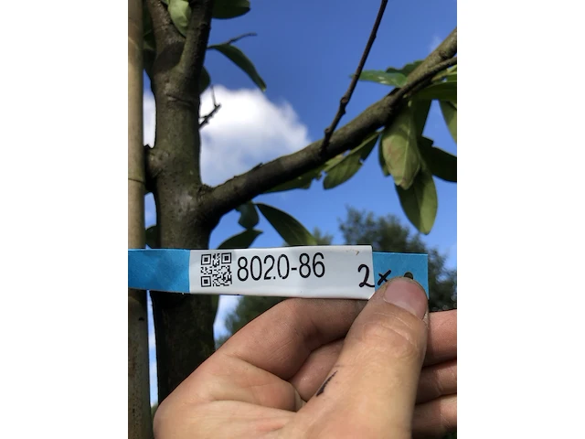 2x laurierkers prunus 'novita', leigeschikt, wintergroen, ca. 4 m hoog - afbeelding 3 van  3