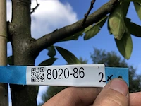 2x laurierkers prunus 'novita', leigeschikt, wintergroen, ca. 4 m hoog - afbeelding 3 van  3