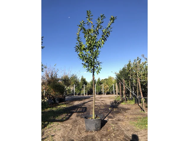 2x laurierkers prunus 'novita', leigeschikt, wintergroen, ca. 4 m hoog - afbeelding 1 van  2