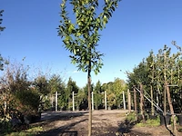 2x laurierkers prunus 'novita', leigeschikt, wintergroen, ca. 4 m hoog - afbeelding 1 van  2