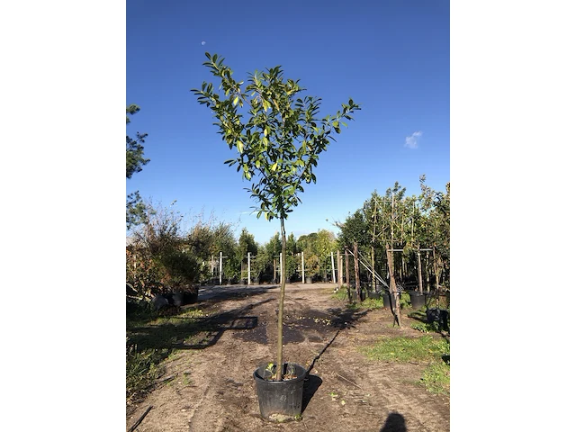 2x laurierkers prunus 'novita', leigeschikt, wintergroen, ca. 4 m hoog - afbeelding 2 van  2