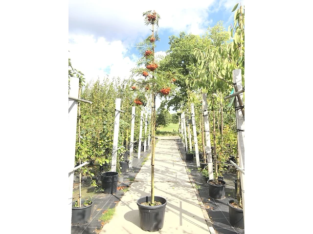 2x lijsterbes sorbus 'dodong', loofboom, oranje bessen, ca. 3 m hoog - afbeelding 1 van  3