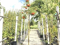 2x lijsterbes sorbus 'dodong', loofboom, oranje bessen, ca. 3 m hoog - afbeelding 1 van  3