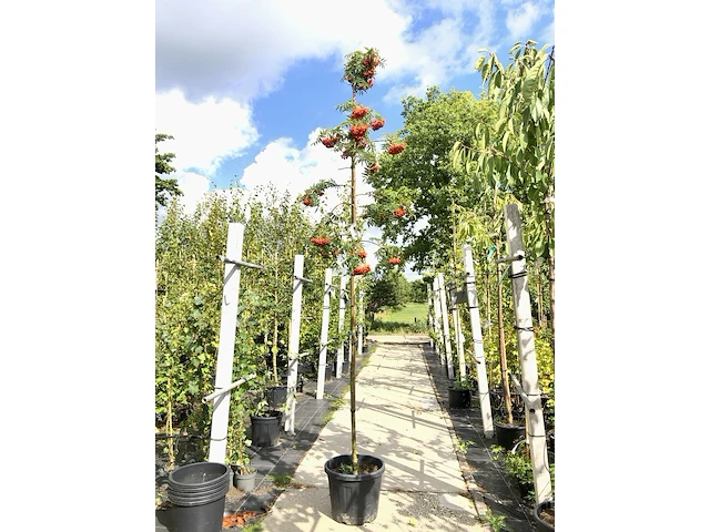 2x lijsterbes sorbus 'dodong', loofboom, oranje bessen, ca. 3 m hoog - afbeelding 2 van  3