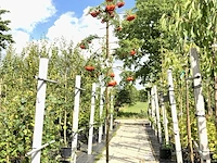 2x lijsterbes sorbus 'dodong', loofboom, oranje bessen, ca. 3 m hoog - afbeelding 2 van  3