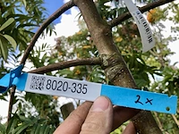 2x lijsterbes sorbus 'dodong', loofboom, oranje bessen, ca. 3 m hoog - afbeelding 3 van  3