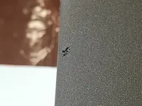 2x luidspreker bang&olufsen, beolab 1 6841 - afbeelding 9 van  10