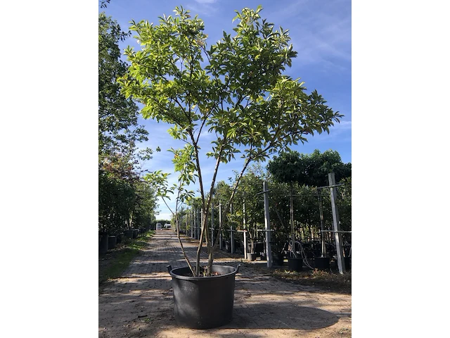 2x magnolia magnolia 'betty', meerstammig, roze bloei, ca. 300 cm hoog - afbeelding 1 van  3