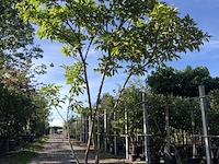 2x magnolia magnolia 'betty', meerstammig, roze bloei, ca. 300 cm hoog - afbeelding 1 van  3