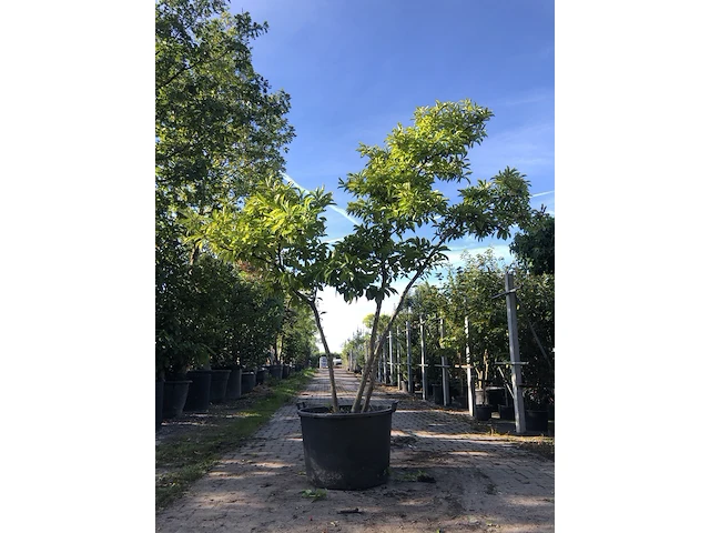 2x magnolia magnolia 'betty', meerstammig, roze bloei, ca. 300 cm hoog - afbeelding 2 van  3