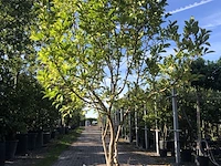 2x magnolia magnolia 'susan', meerstammig, roze bloei, ca. 250 cm hoog - afbeelding 1 van  3