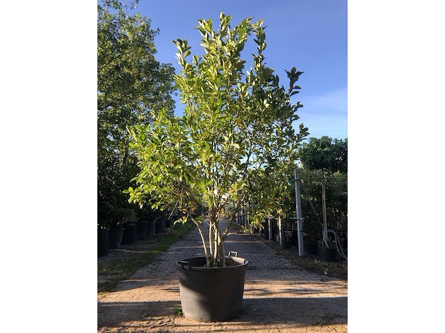 2x magnolia magnolia 'susan', meerstammig, roze bloei, ca. 250 cm hoog - afbeelding 2 van  3