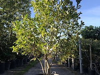 2x magnolia magnolia 'susan', meerstammig, roze bloei, ca. 250 cm hoog - afbeelding 2 van  3