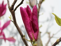 2x magnolia magnolia 'susan', meerstammig, roze bloei, ca. 250 cm hoog - afbeelding 3 van  3