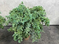2x mobach - kunstplant met pot - afbeelding 4 van  10