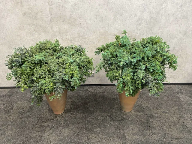 2x mobach - kunstplant met pot - afbeelding 10 van  10