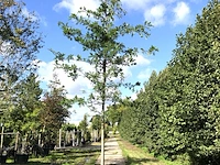 2x moeraseik quercus palustris, ca. 4 m hoog - afbeelding 1 van  2