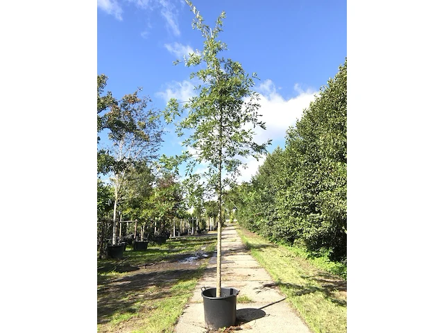 2x moeraseik quercus palustris, ca. 4 m hoog - afbeelding 2 van  2