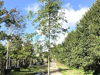 2x moeraseik quercus palustris, ca. 4 m hoog - afbeelding 2 van  2