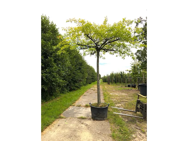 2x moeraseik quercus palustris, dakboom, ca. 220 cm stamhoogte - afbeelding 1 van  2