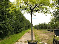 2x moeraseik quercus palustris, dakboom, ca. 220 cm stamhoogte - afbeelding 1 van  2