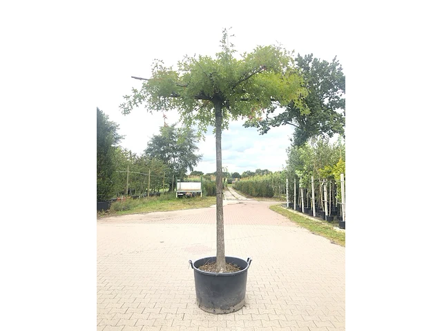 2x moeraseik quercus palustris, dakboom, ca. 220 cm stamhoogte - afbeelding 2 van  2