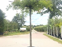 2x moeraseik quercus palustris, dakboom, ca. 220 cm stamhoogte - afbeelding 2 van  2