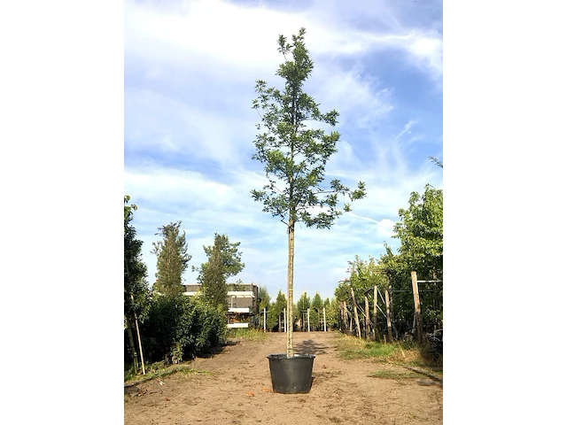 2x moeraseik quercus palustris, roodoranje herfstkleur, ca. 6 m hoog - afbeelding 1 van  2