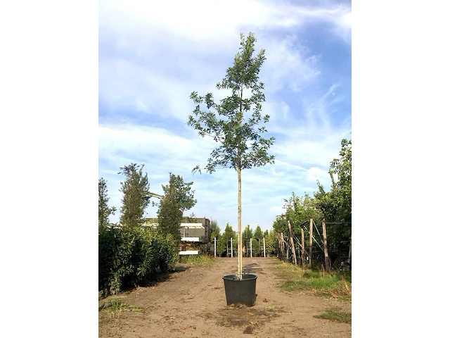 2x moeraseik quercus palustris, roodoranje herfstkleur, ca. 6 m hoog - afbeelding 2 van  2