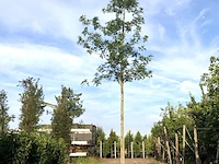 2x moeraseik quercus palustris, roodoranje herfstkleur, ca. 6 m hoog - afbeelding 2 van  2