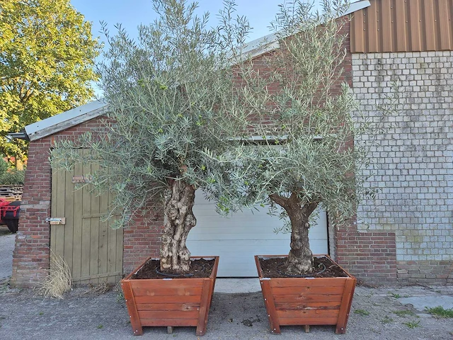 2x olijfboom bonsai in hardhouten bloembak - olea europaea - 30 jaar oud - hoogte ca. 350 cm - afbeelding 1 van  8