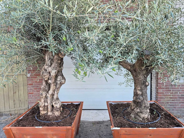 2x olijfboom bonsai in hardhouten bloembak - olea europaea - 30 jaar oud - hoogte ca. 350 cm - afbeelding 2 van  8