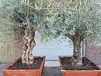 2x olijfboom bonsai in hardhouten bloembak - olea europaea - 30 jaar oud - hoogte ca. 350 cm - afbeelding 2 van  8