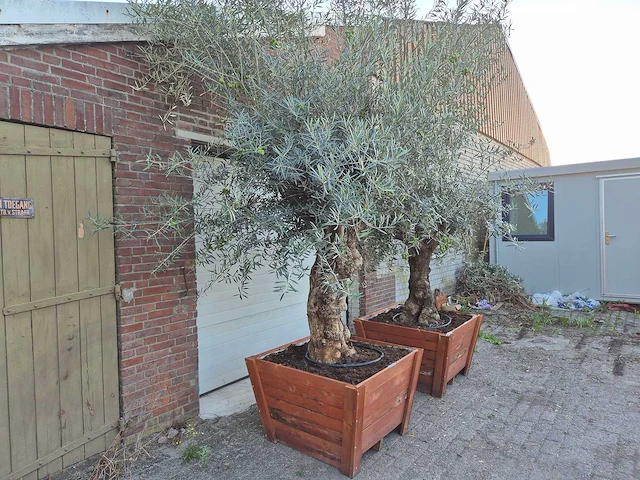 2x olijfboom bonsai in hardhouten bloembak - olea europaea - 30 jaar oud - hoogte ca. 350 cm - afbeelding 3 van  8
