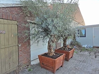 2x olijfboom bonsai in hardhouten bloembak - olea europaea - 30 jaar oud - hoogte ca. 350 cm - afbeelding 3 van  8
