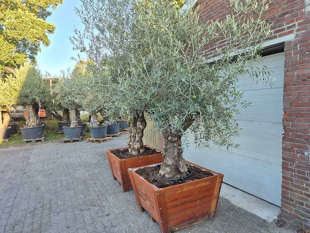 2x olijfboom bonsai in hardhouten bloembak - olea europaea - 30 jaar oud - hoogte ca. 350 cm - afbeelding 4 van  8