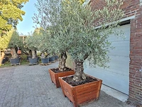 2x olijfboom bonsai in hardhouten bloembak - olea europaea - 30 jaar oud - hoogte ca. 350 cm - afbeelding 4 van  8