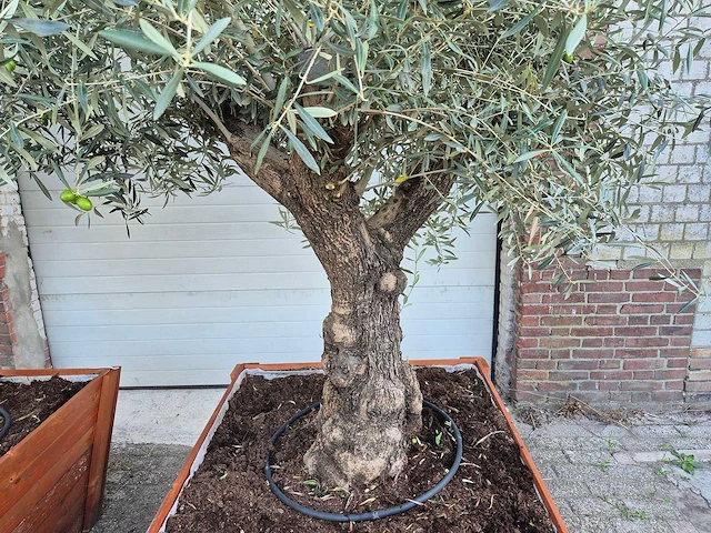 2x olijfboom bonsai in hardhouten bloembak - olea europaea - 30 jaar oud - hoogte ca. 350 cm - afbeelding 5 van  8