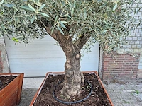 2x olijfboom bonsai in hardhouten bloembak - olea europaea - 30 jaar oud - hoogte ca. 350 cm - afbeelding 5 van  8