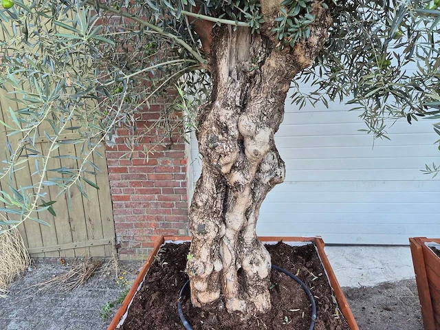 2x olijfboom bonsai in hardhouten bloembak - olea europaea - 30 jaar oud - hoogte ca. 350 cm - afbeelding 6 van  8