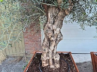 2x olijfboom bonsai in hardhouten bloembak - olea europaea - 30 jaar oud - hoogte ca. 350 cm - afbeelding 6 van  8