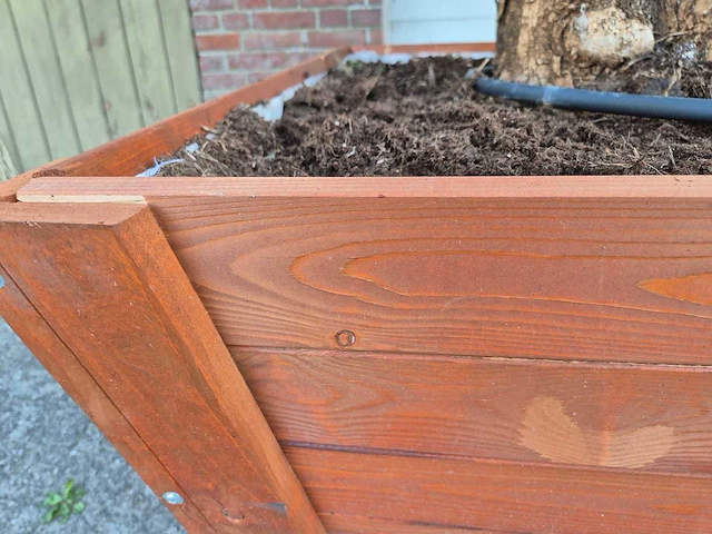 2x olijfboom bonsai in hardhouten bloembak - olea europaea - 30 jaar oud - hoogte ca. 350 cm - afbeelding 7 van  8