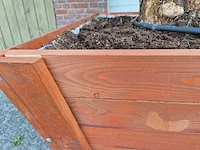 2x olijfboom bonsai in hardhouten bloembak - olea europaea - 30 jaar oud - hoogte ca. 350 cm - afbeelding 7 van  8