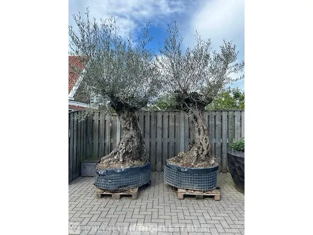 2x olijfboom xxl hoogte 250 cm - afbeelding 1 van  4