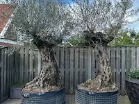 2x olijfboom xxl hoogte 250 cm