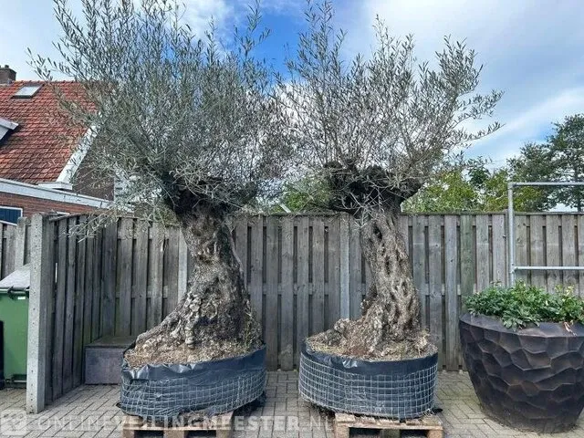 2x olijfboom xxl hoogte 250 cm - afbeelding 2 van  4