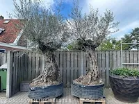 2x olijfboom xxl hoogte 250 cm - afbeelding 2 van  4