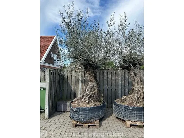2x olijfboom xxl hoogte 250 cm - afbeelding 3 van  4