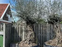 2x olijfboom xxl hoogte 250 cm - afbeelding 3 van  4