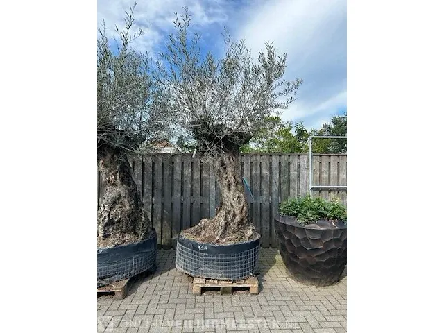2x olijfboom xxl hoogte 250 cm - afbeelding 4 van  4